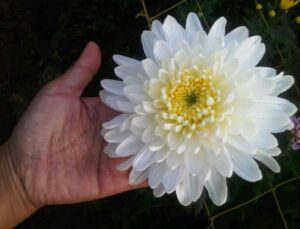 3. Tanaman Bunga Chrysanthemum