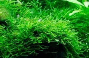 Tanaman Aquascape Java Moss