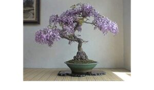 bonsai wisteria