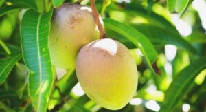 buah mangga
