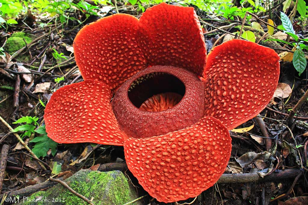 Bunga-Rafflesia-Bengkulu