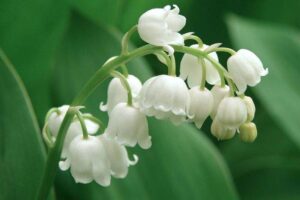 Tanaman hias Lily Of The Valley