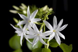 Bunga Melati Gambir (Jasminum officinale)