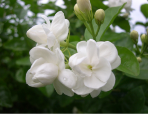 Bunga Melati Putih (Jasminum sambac)