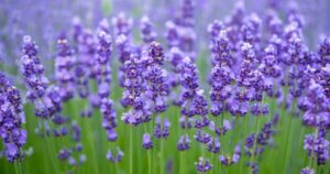 tanaman pengusir nyamuk lavender