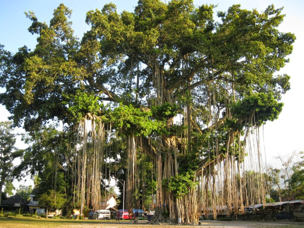 Mengenal Tanaman Pohon Di Indonesia 8241