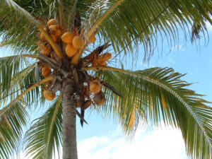 tanaman pohon kelapa