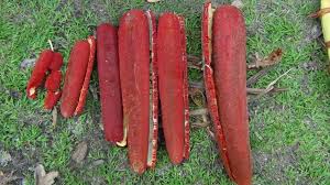 buah merah papua