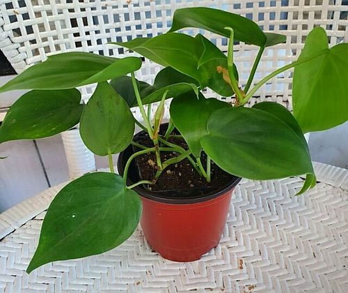 Pot Philodendron