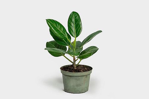 Tanaman Ficus Audrey