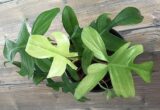 Jual Philodendron Florida Ghost