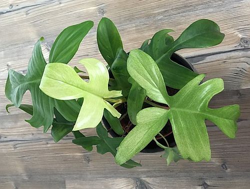Jual Philodendron Florida Ghost