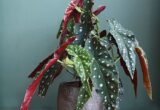 Ciri-ciri dan Harga Begonia Maculata Polkadot