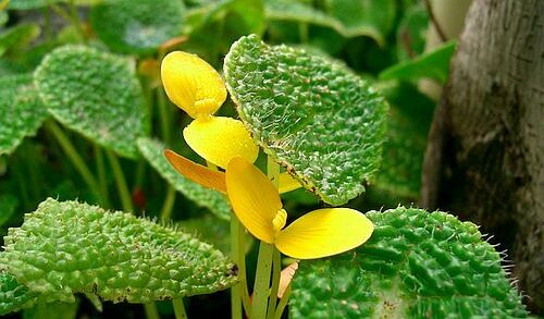 Ciri-ciri dan Harga Begonia Microsperma