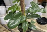 Ciri-ciri dan Harga Philodendron Panduriforme