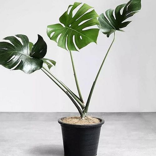 Ciri-ciri dan Harga Philodendron Pertusum