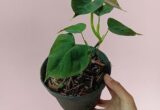 Ciri-ciri dan harga Philodendron Lupinum