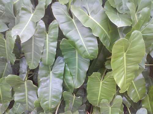 Harga Philodendron Imbe