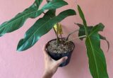 Harga Philodendron Mexicanum