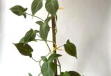 Harga Philodendron Camposportoanum