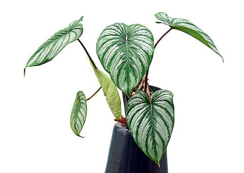 Harga Philodendron Mamei