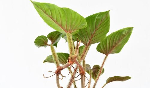 Harga Philodendron Serpens