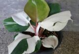 Harga Philodendron White Knight