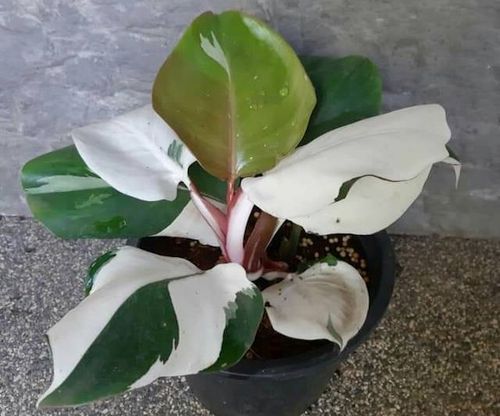 Harga Philodendron White Knight